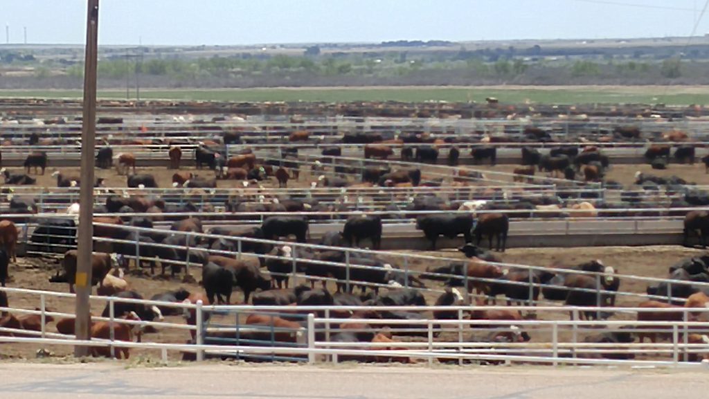 This stocky and outside Las Animas was at least a quarter mile square.